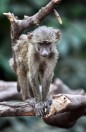 Tanzania. Lake Manyara National park, a monkey