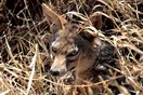 Tanzania. Ngorongoro  Conservation  Area