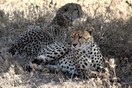Танзания, национальный парк Серенгети, гепарды