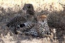 Tanzania. Serengeti National park, cheetahs