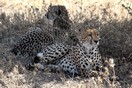 Танзания, национальный парк Серенгети, гепарды