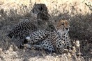 Tanzania. Serengeti National park, cheetahs