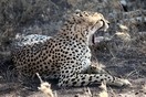 Tanzania. Serengeti National park, cheetah