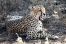 Tanzania. Serengeti National park, cheetah