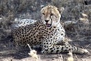 Tanzania. Serengeti National park, cheetah