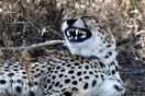 Tanzania. Serengeti National park, cheetah