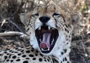 Tanzania. Serengeti National park, cheetah