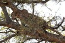 Tanzania. Serengeti National park, leopard