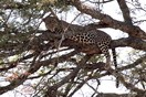 Tanzania. Serengeti National park, leopard