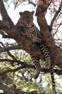 Tanzania. Serengeti National park, leopard