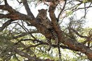 Танзания, национальный парк Серенгети, леопард