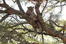 Tanzania. Serengeti National park, leopard