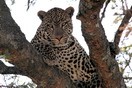 Танзания, национальный парк Серенгети, леопард