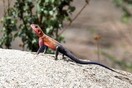 Tanzania. Serengeti National park, a lizard