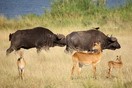 Uganda. Murchison Falls National Park, buffalo