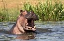 Uganda. Murchison Falls National Park, hippopotamus