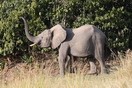 Uganda. Murchison Falls National Park, elephant