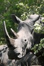 Uganda. Rhinoceros