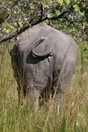 Uganda. Rhinoceros