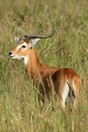 Uganda. Murchison Falls National Park