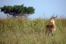 Uganda. Murchison Falls National Park