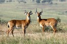 Uganda. Murchison Falls National Park