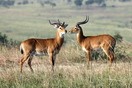 Uganda. Murchison Falls National Park