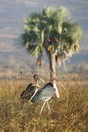 Uganda. Murchison Falls National Park, Marabou Stork (Leptoptilos crumeniferus)