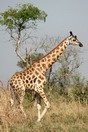 Uganda. Murchison Falls National Park, giraffe