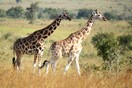 Uganda. Murchison Falls National Park, giraffe