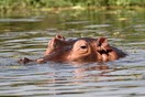 Uganda. Murchison Falls National Park, hippopotamus