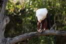 ������, ������������ ���� ��������-�����, ����-������� (Haliaeetus vocifer)