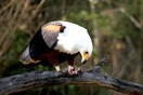 Uganda. Murchison Falls National Park, African Fish Eagle (Haliaeetus vocifer)