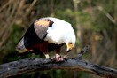 ������, ������������ ���� ��������-�����, ����-������� (Haliaeetus vocifer)