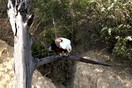 ������, ������������ ���� ��������-�����, ����-������� (Haliaeetus vocifer)
