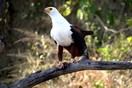 Uganda. Murchison Falls National Park, African Fish Eagle (Haliaeetus vocifer)