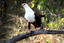 ������, ������������ ���� ��������-�����, ����-������� (Haliaeetus vocifer)