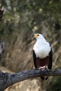 ������, ������������ ���� ��������-�����, ����-������� (Haliaeetus vocifer)