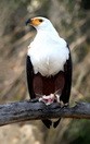 ������, ������������ ���� ��������-�����, ����-������� (Haliaeetus vocifer)