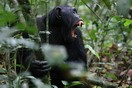 Uganda. Chimpanzee