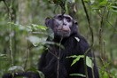 Uganda. Chimpanzee