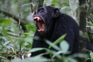 Uganda. Chimpanzee
