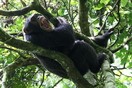 Uganda. Chimpanzee