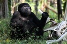 Уганда, национальный парк Бвинди, горилла