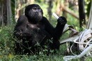 Uganda. Bwindi Impenetrable National Park, gorilla