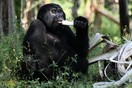Uganda. Bwindi Impenetrable National Park, gorilla