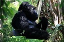 Uganda. Bwindi Impenetrable National Park, gorilla