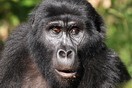 Uganda. Bwindi Impenetrable National Park, gorilla