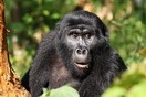 Uganda. Bwindi Impenetrable National Park, gorilla