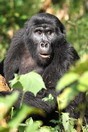Uganda. Bwindi Impenetrable National Park, gorilla